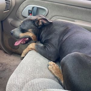 Meet your Posher, Leonard